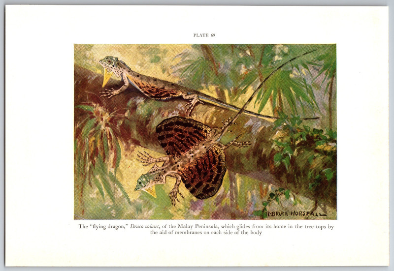 1938 Lizard Print – Flying Dragon, Vintage Prints