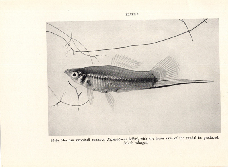 1938 Vtg Fish Print - Scorpion Fish, Mexican Swordtail Minnow DOUBLE SIDED PRINT gallery