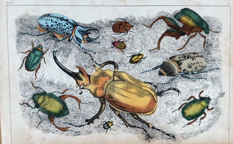 Antique Hand Coloured Engraving Beetles Insects Fullerton’s Animated Nature