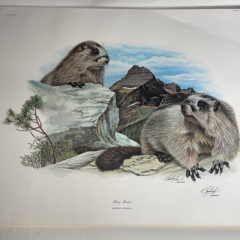Fine Art Lithograph: Richard Timm – Hoary Marmot – Signed And Registered 22x 28