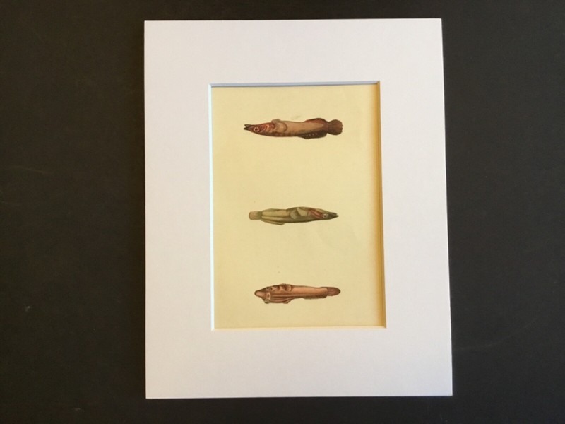 Art  – Antiquarian Bookplate / Lithograph – Fishes IV – 1863