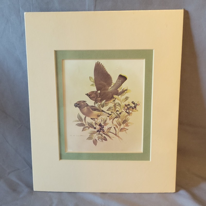 Vintage M.G. Loates Cedar Waxwings Print 8″x10″