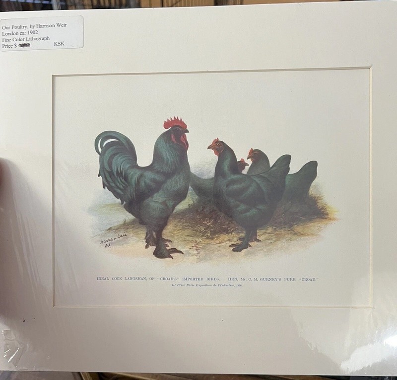 LITHOGRAPH BY HARRISON WEIR “OUR POULTRY” LONDON ca 1902 See Pics Read