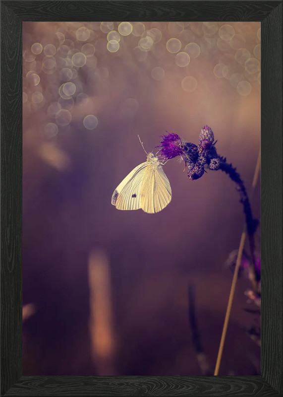 Butterfly, summer meadow Framed Wall Art Poster Canvas Print Picture