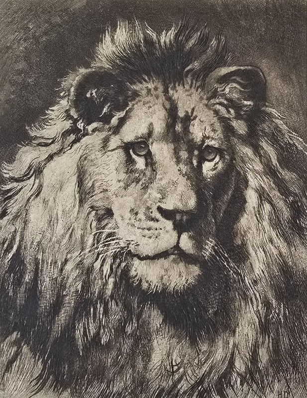 Herbert Dicksee Etching “His Royal Highness” Antique Lion Portrait Wildlife Art gallery