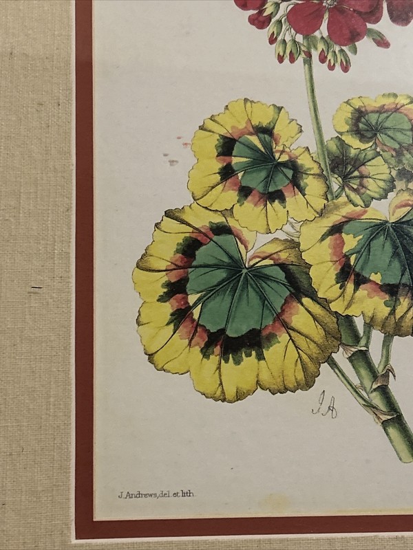 Set Of 2 Vintage Botanical Lithograph Prints Matted Framed gallery
