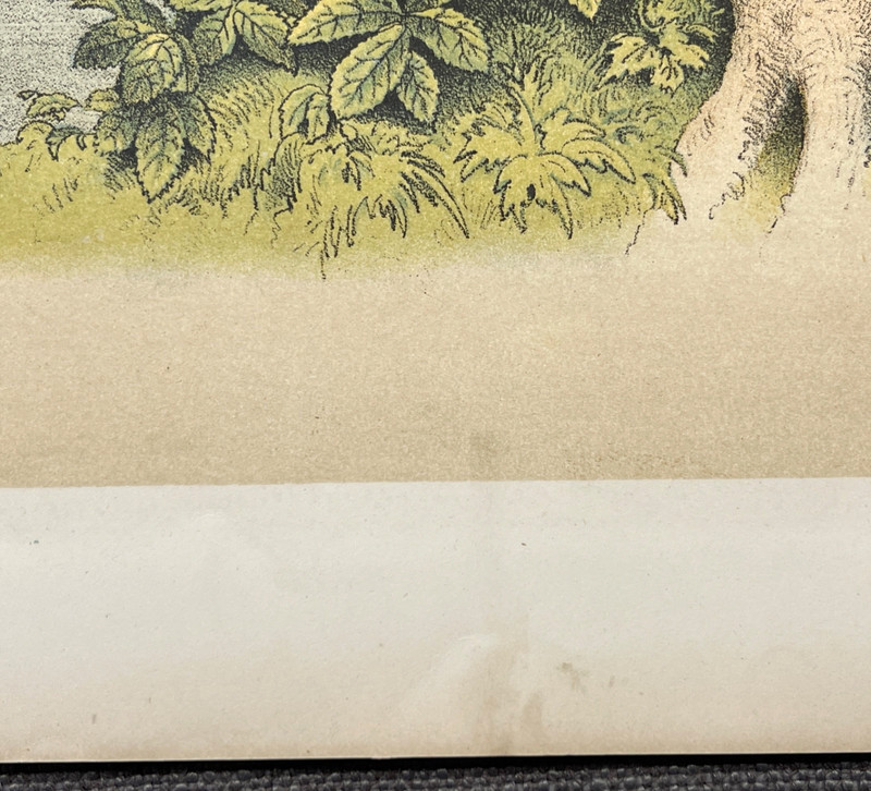 1878 Studer Chromolithograph Songbirds Antique Zoological Bird Illustration gallery