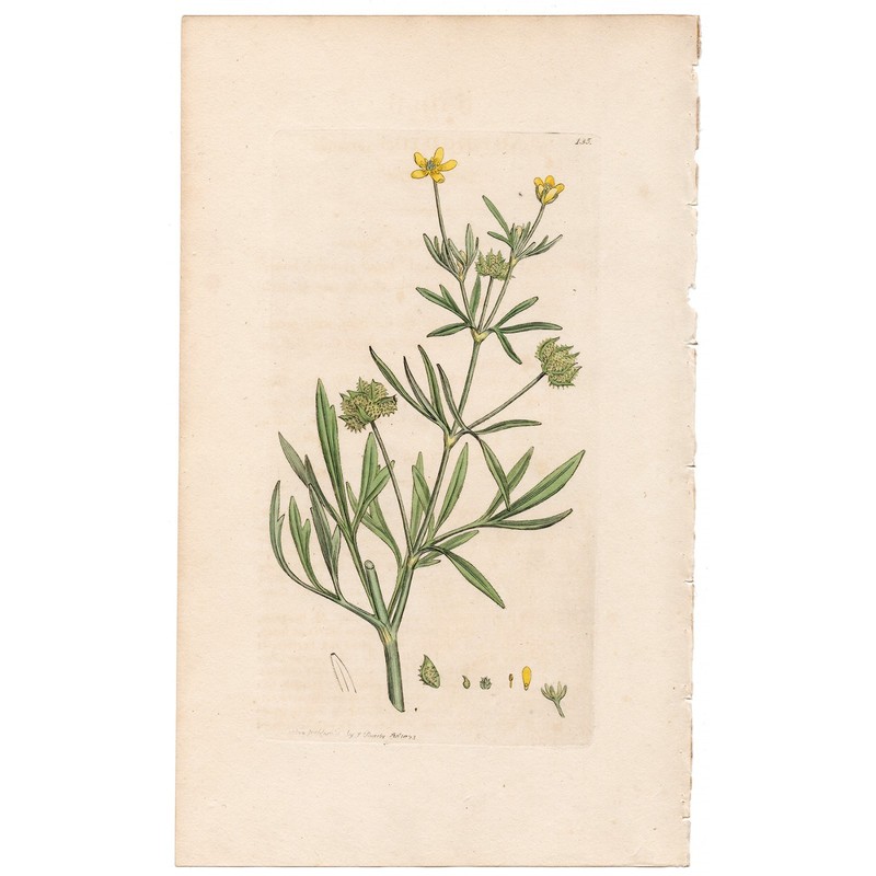 Antique 1793 Sowerby English Botany handcolored engraving 135 Corn Crowfoot