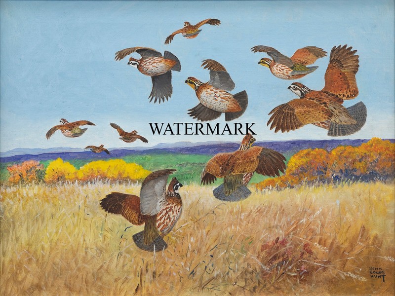 Lynn Bogue Hunt – Bobwhite Covey quail taking off – 13×19 Print REPRODUCTION