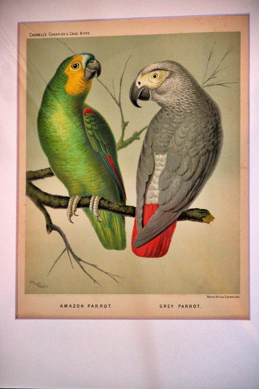 1878 Canaries and Cage Birds Matted Print 11 x 14