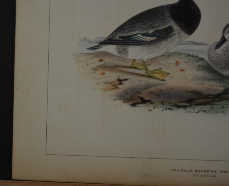 Antique US Naval Engraving Expedition Birds Red Cushioned Duck Art 1855 gallery