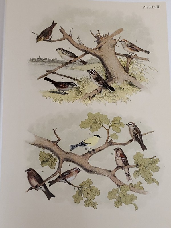 Finch/Sparrow Lithograph by Theodore Jasper / 1881, Studer’s Birds of N. America