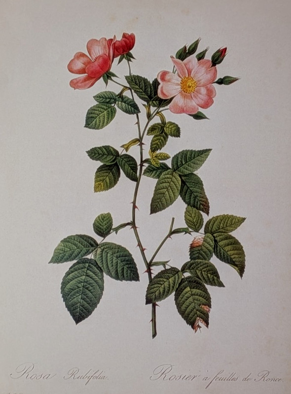 P J Redouté PRAIRIE ROSE Botanical Flower Art Book Plate Illustration 177 gallery