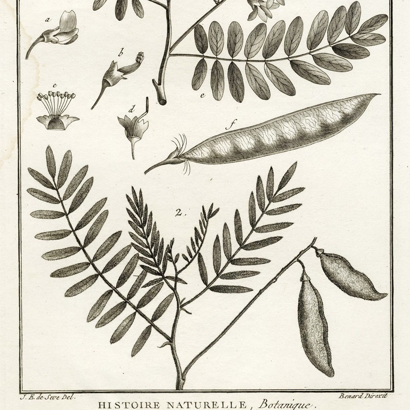 1790 LAMARCK, DE SEVE & BENARD Superb Botanical Engraving, Pl. 326 Virgilia