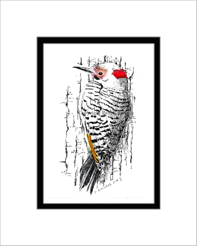 Northern Flicker, Note Card, Pen and Ink, Matted