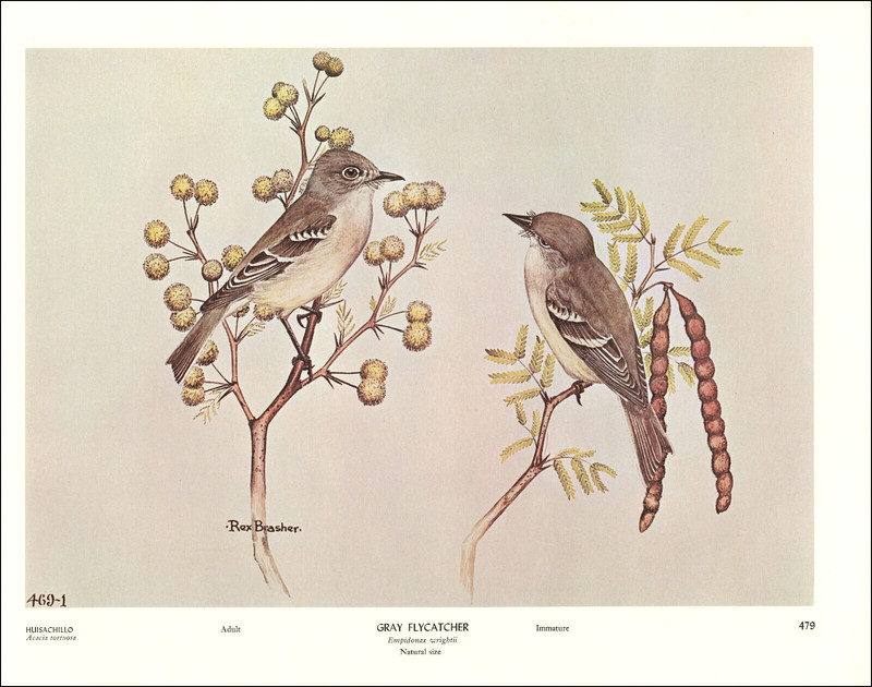 1968 Vintage Print Gray Flycatcher Bird Huisachillo Flower Pod Art Rex Brasher