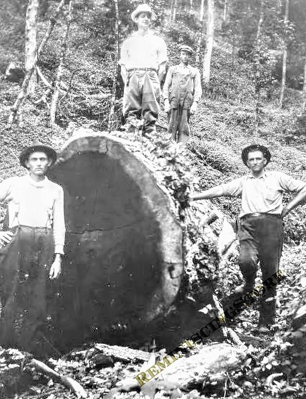 Huge Chestnut Log Great Smoky Mountains TN 1910 Reprint