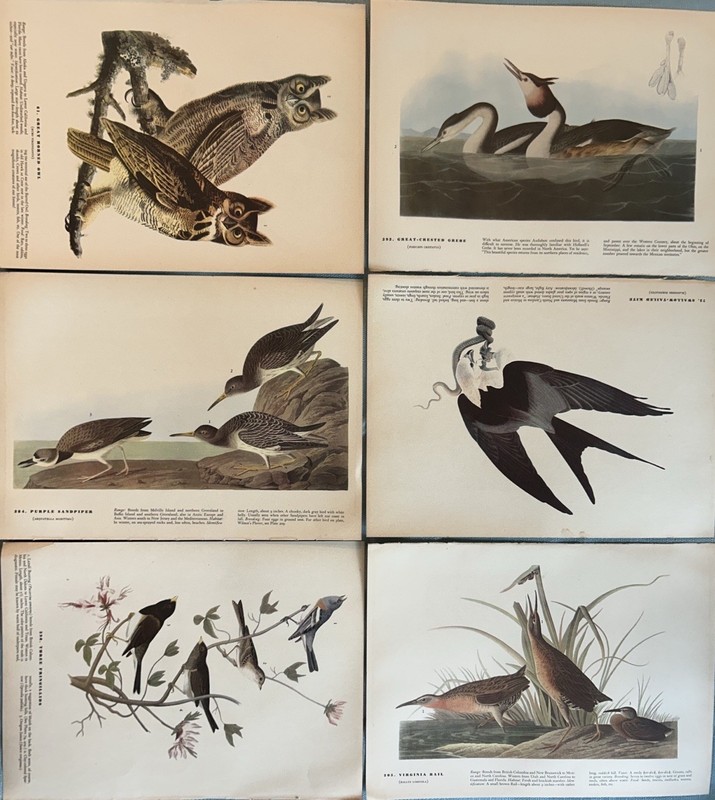 Vintage Audubon Birds of America Book Plates LOT of 6 Mixed Birds Pages 12 x 9 gallery