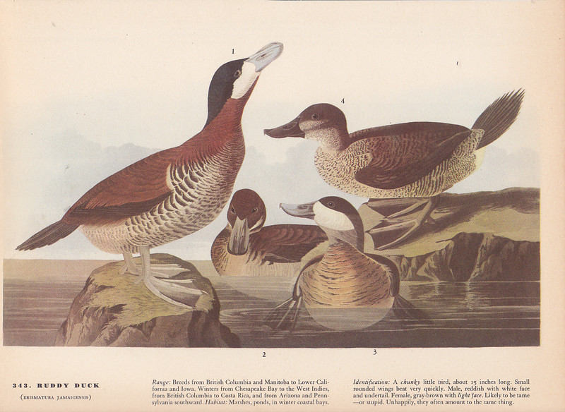 Audubon 1942 Vintage Birds #343 «RUDDY Duck» Full Color Art Plate Lithograph