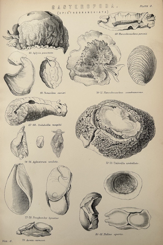 Antique Print Sea Shells c1870s Gasteropoda Marine Life Victorian Engraving