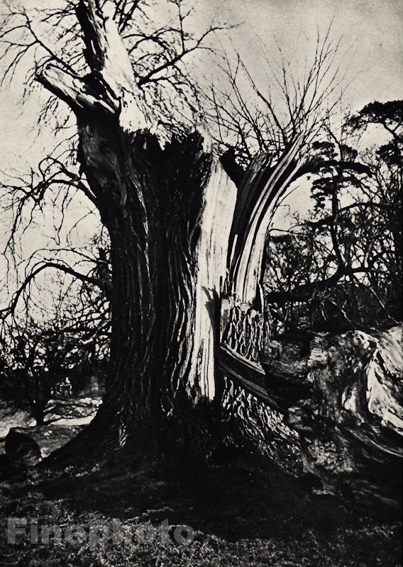 1953/66 Vintage 11x14 TREE Landscape Photo Art ALVIN LANGDON COBURN ~ Stieglitz