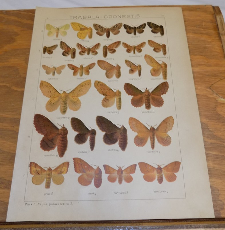 1914 Antique MOTH Color Print///TRABALA-ODONESTIS///27 Types Illustrated