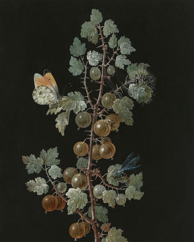 Vintage Gooseberry with Insect Painting Giclee Print on Fine Art Paper