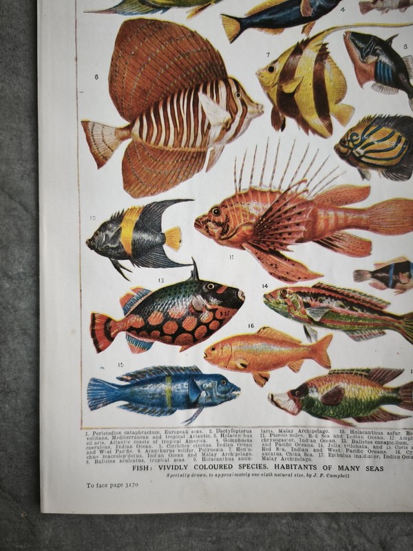 Antique 1930s Tropical Aquarium Sea Fish Book Art Print Picture Angel Fishes gallery