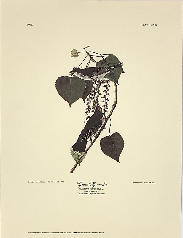 Audubon Birds Tyrant Fly-Catcher & Cottonwood Print No. 16 Plate LXXIX 12”x 16”