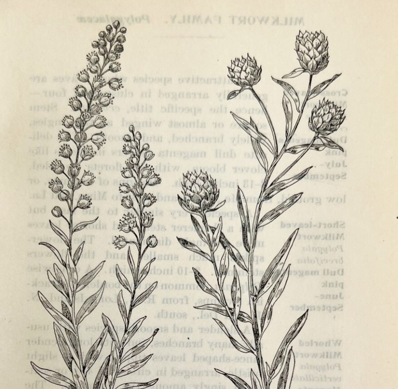 1905 Milkwort Variety Flower Print Pen & Ink Lithograph Antique Art 6.75 x 3.75