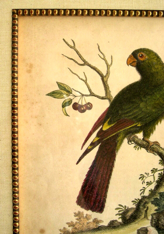 2 George Edwards Antique Parrot Prints: Bird Prints: London, 1742 & 1761 gallery