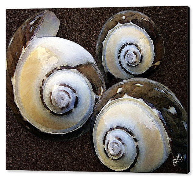 Seashells Spectacular No 23, 24"x36", Print on Metal
