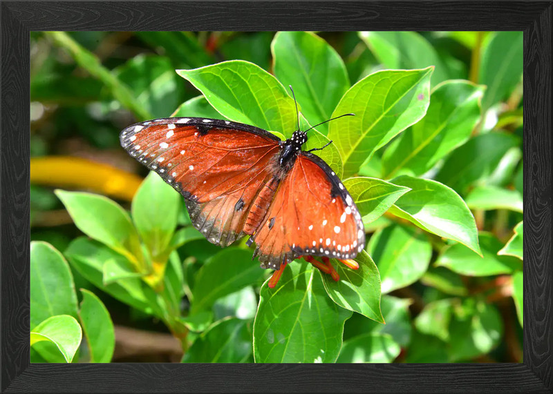 Red and black beauty Framed Wall Art Poster Canvas Print Picture