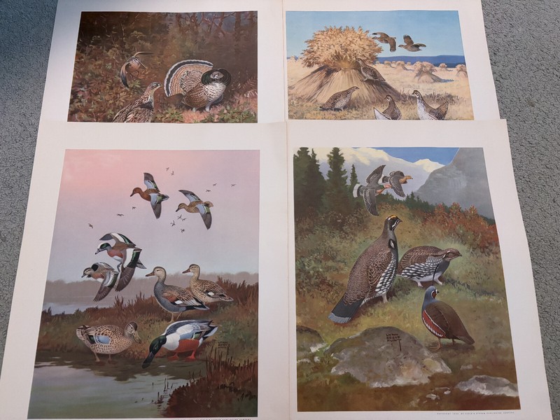 Lynn Bogue Hunt - Game Bird Painting Print Set (12 of 12) - w/ Guide Book - 1944 gallery