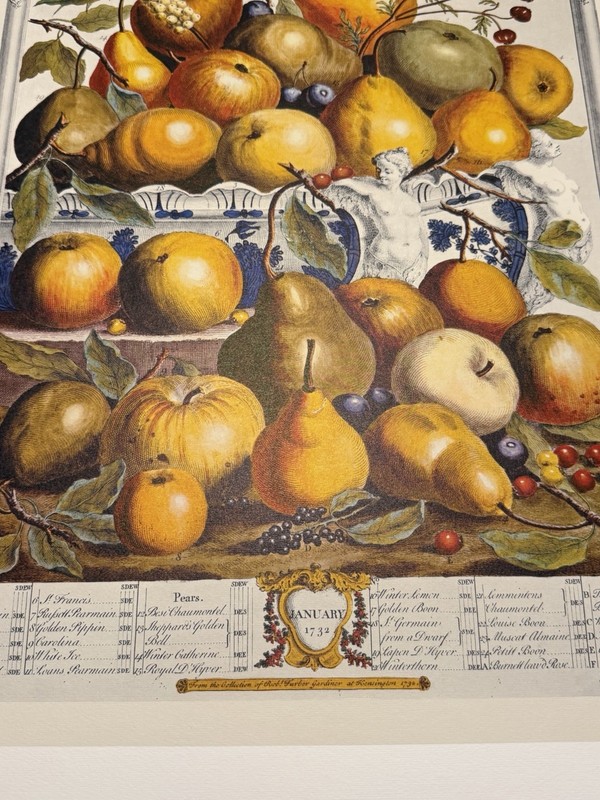 12 Months Of Fruits – JANUARY- Robert Furber 16 X 21 Unframed – Penn Prints 1970