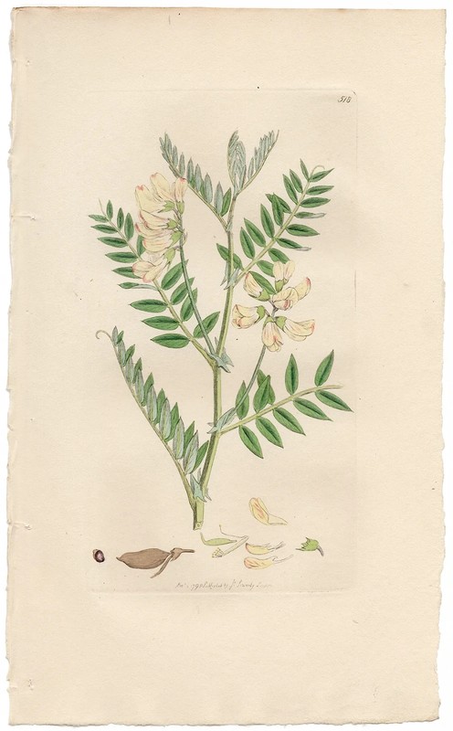 Antique 1798 Sowerby English Botany hand-colored engraving 518 Wood Orobus