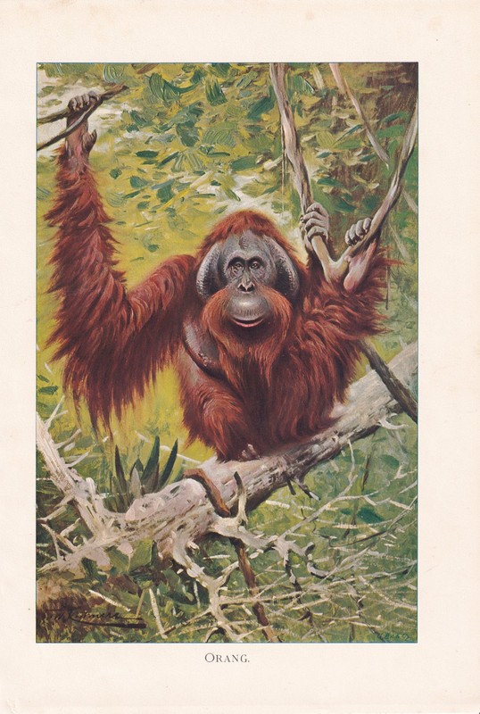 Orangutan Ape in Jungle Antique Wildlife Art Print 1901
