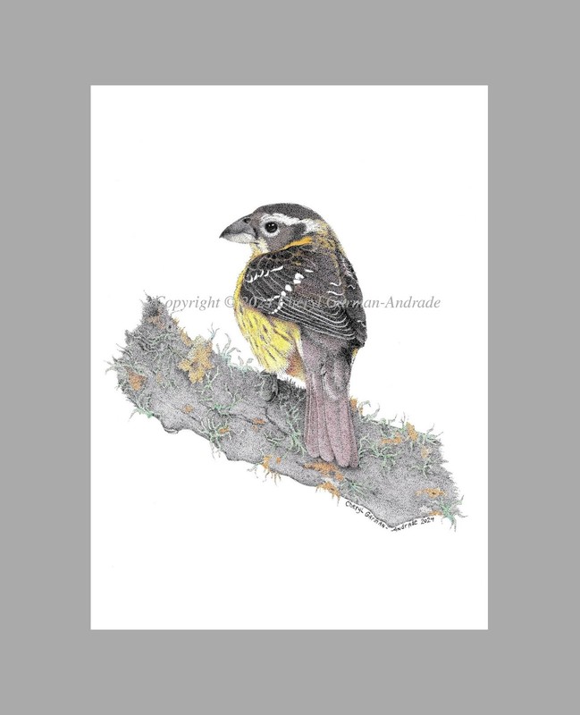 Black Headed Grosbeak Bird Ink Pointillism Open Edition Print by Cheryl Andrade