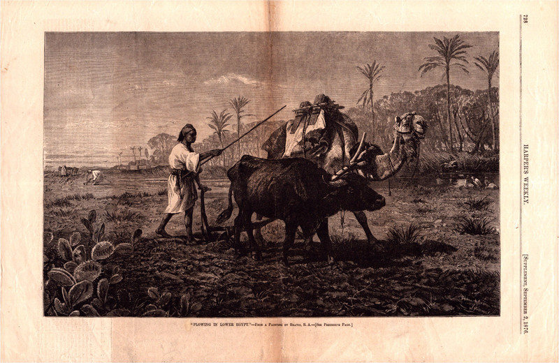 1876 Egypt Rural Farming Print — Oxen Plow, Camel, Palm Trees, Nile Delta Fields