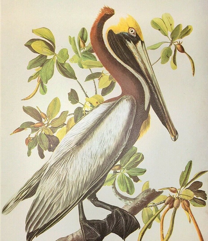 John James Audubon Birds BROWN PELICAN Vintage Art Print Book Plate 349