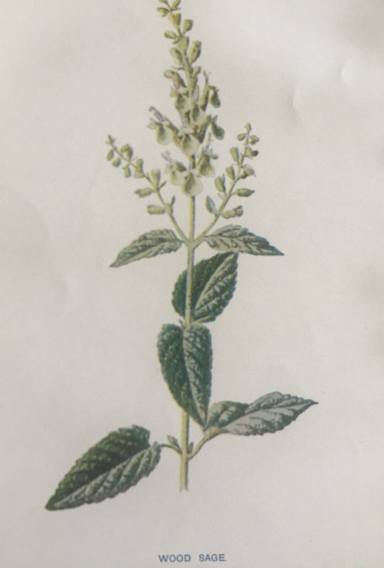Antique Print Wood Sage c1900s Botanical Hulme Wildflowers Garden Flowers