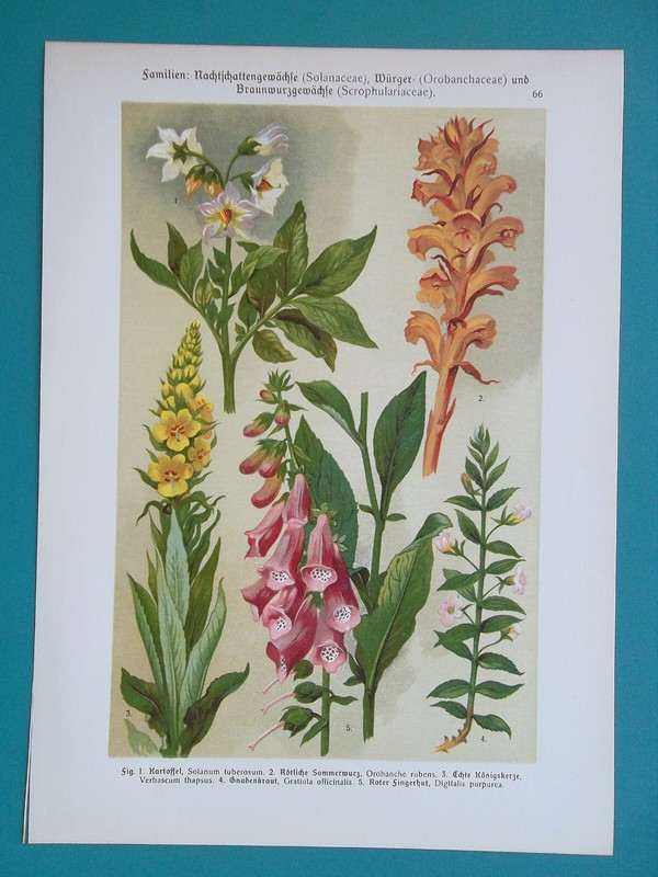 MEDICINAL PLANTS Flowers Potato Broomrape Mullain Foxglove -1896 Botanical Print