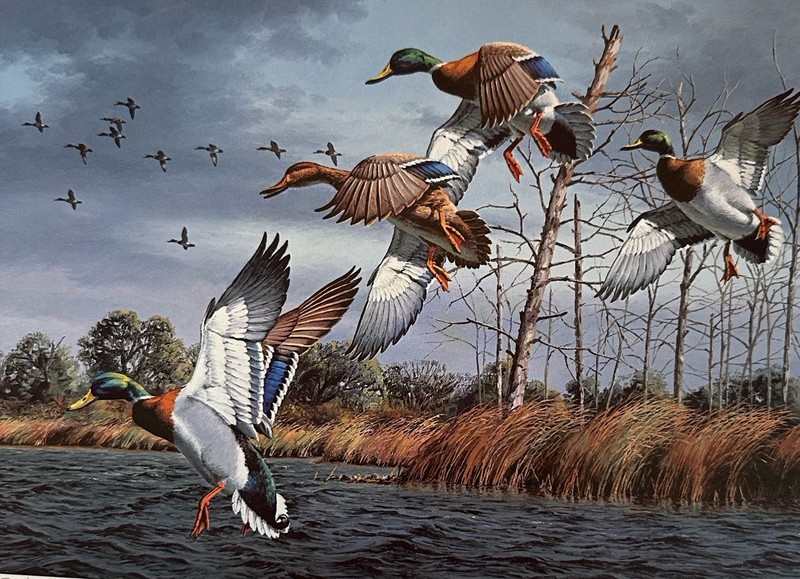 1989 Texas Duck Stamp Print Of Mallards On The Wing, Signed And Numbered