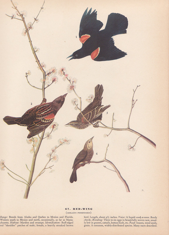 Audubon 1942 Vintage Birds #67 «Red Wing» Full Color Art Plate Lithograph Print