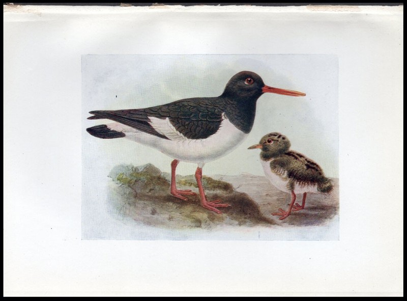 1917 H.E. Dresser Birds of Britain Original Antique Bird Print Oyster Catcher