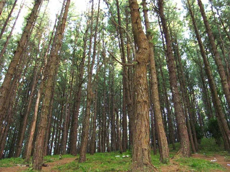 Pine Forest , by Ivan Shishkin