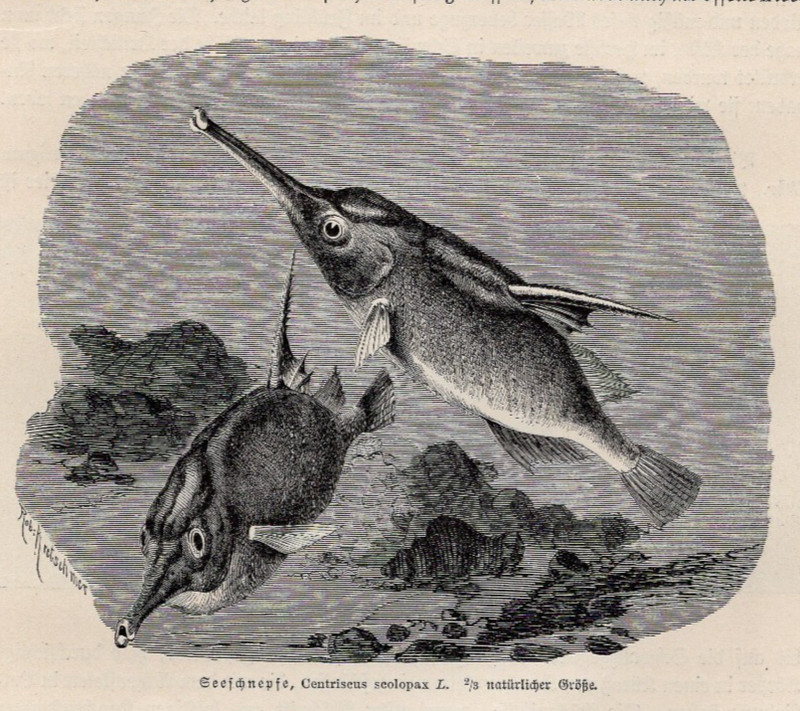 SEA SNIPE – Centriscus scolopax L. 1883 Antique Natural History Engraving