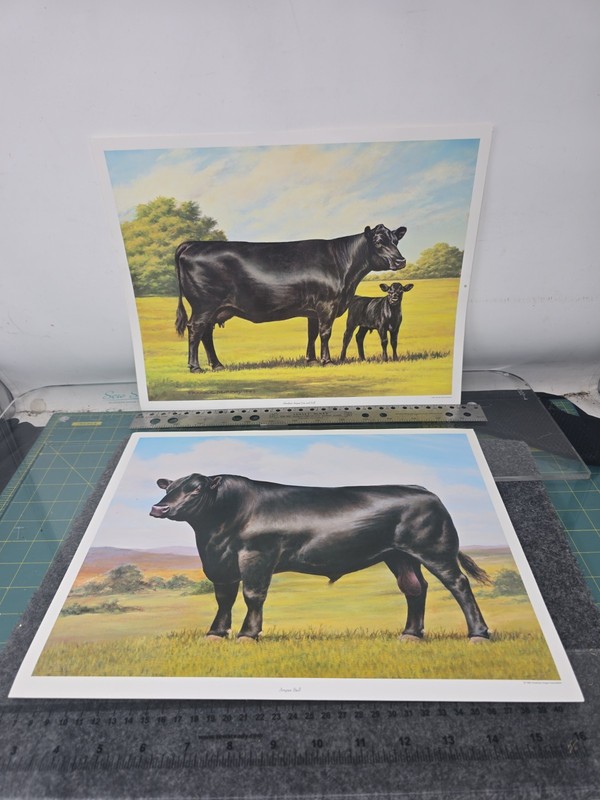 VINTAGE BLACK ANGUS "Aberdeen-Angus Bull" PICTURE PRINT By F.C MURPHY + COW