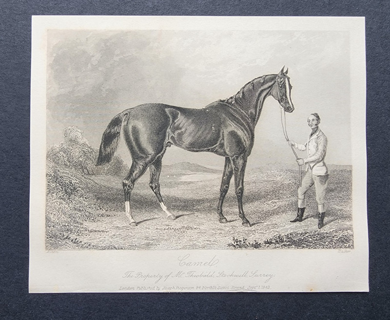 Antique 1843 Print – Thoroughbred Horse – Camel (1822-44) – Aiken – Racing