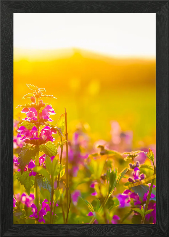 Summer Meadow With Colorfu Framed Wall Art Poster Canvas Print Picture